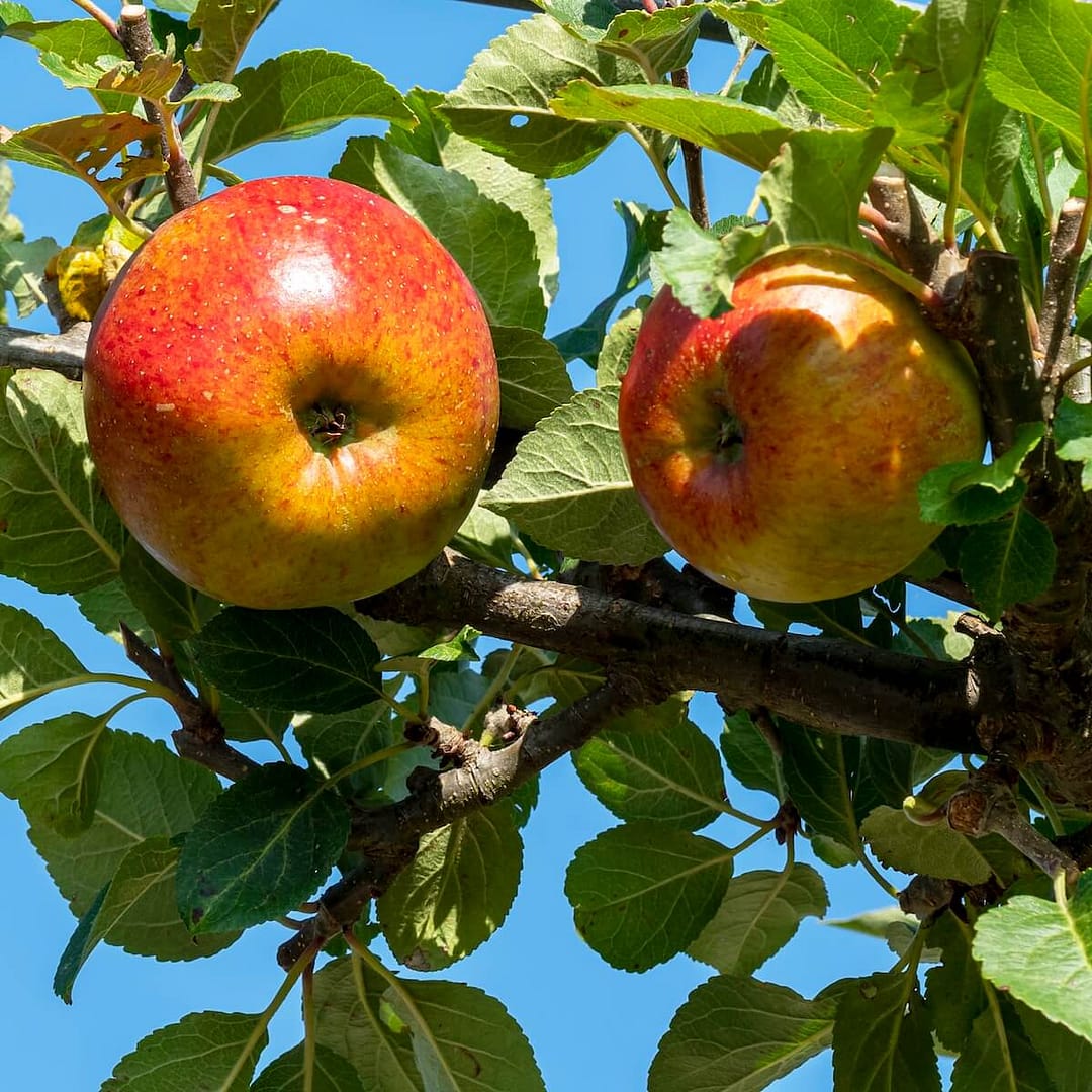 Apple Lord Lambourne Apples Ripening on the Tree Apple Lord Lambourne Apples Ripening on the Tree