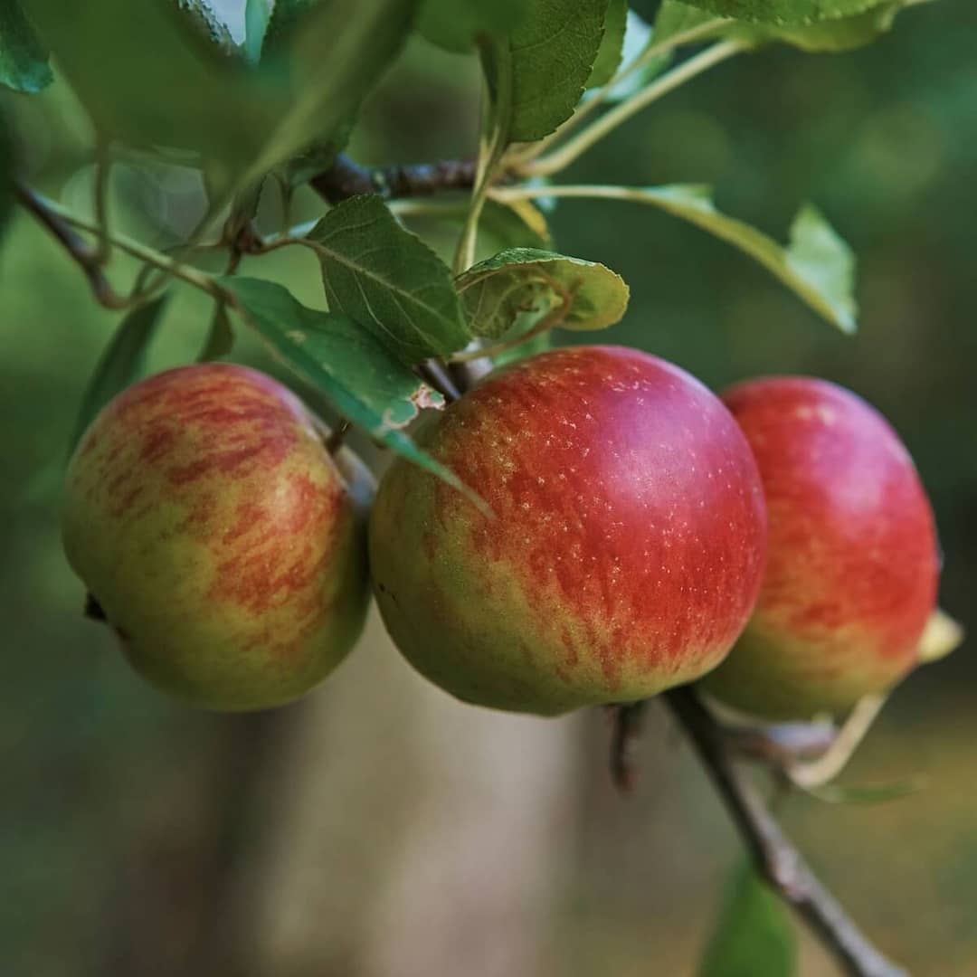 Apple Lord Lambourne Fruit Ripening on the Tree Apple Lord Lambourne Fruit Ripening on the Tree