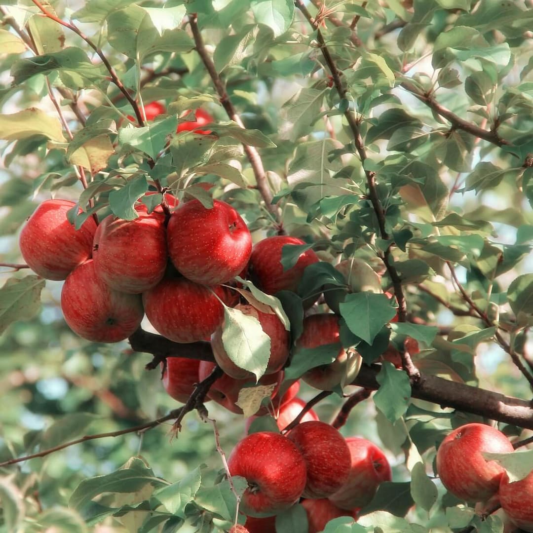Apple Queen Cox Fruit Ripening on the Tree Apple Queen Cox Fruit Ripening on the Tree