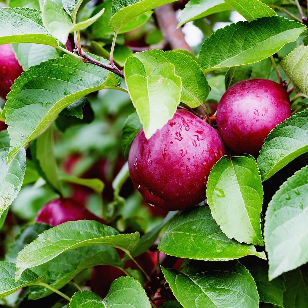 Apple Spartan Apples Ripening on the Tree Apple Spartan Apples Ripening on the Tree