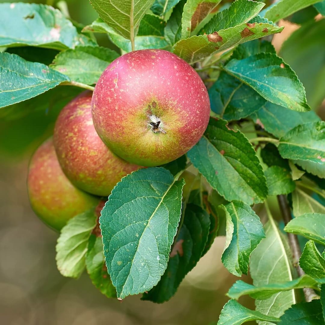 Apple Sunset Apples Ripening on the Tree Apple Sunset Apples Ripening on the Tree