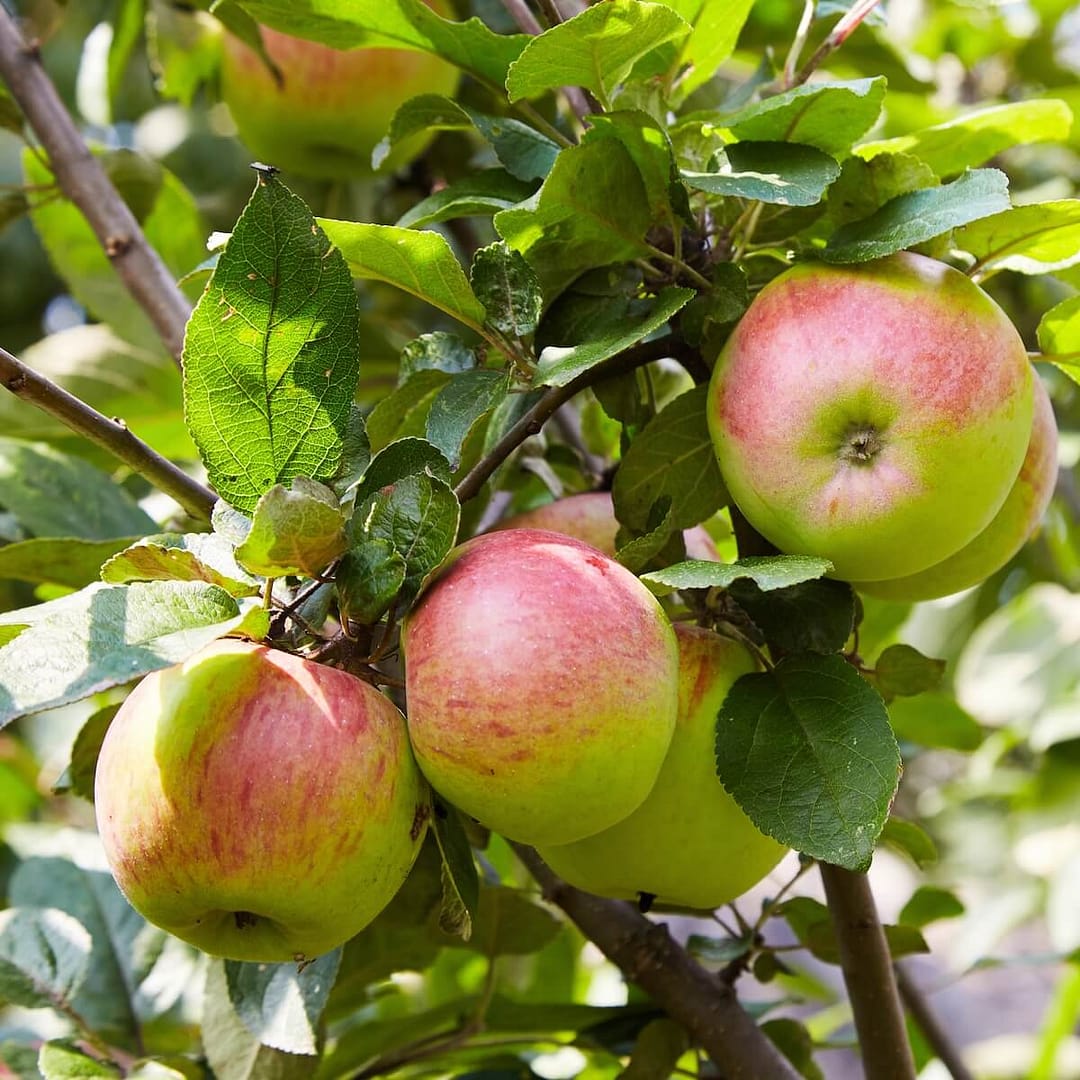 Apple Sunset Fruit Ripening on the Tree