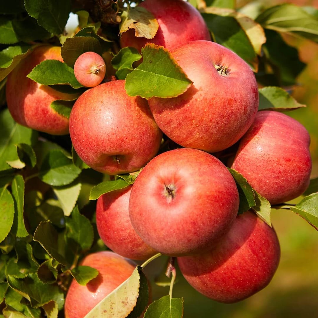Apple Worcester Pearmain Apples Ripening on the Tree