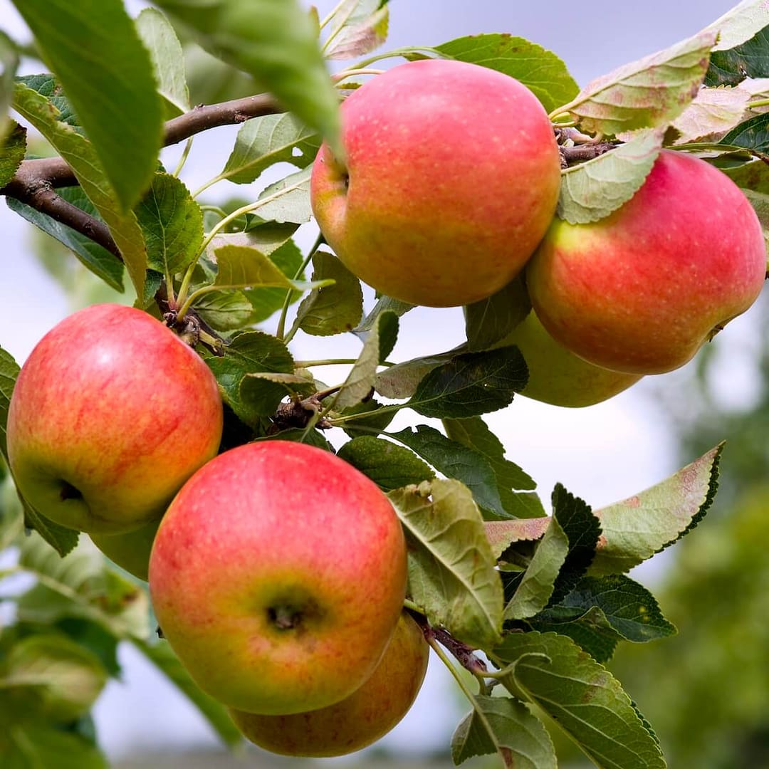 Apple Worcester Pearmain Fruit Ripening on the Tree Apple Worcester Pearmain Fruit Ripening on the Tree