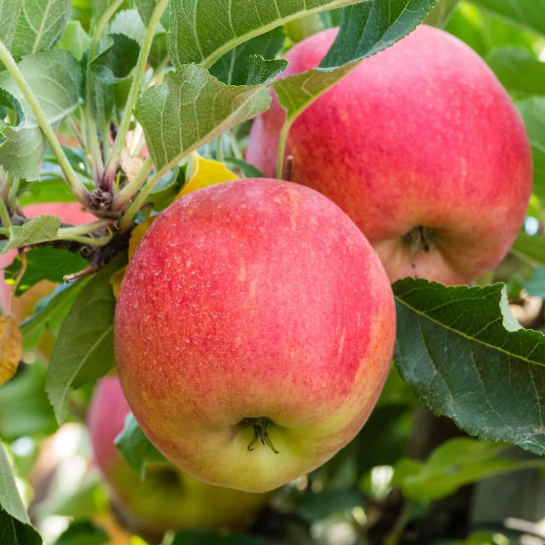 Gala Apple Fruit Ripening on the Tree Gala Apple Fruit Ripening on the Tree