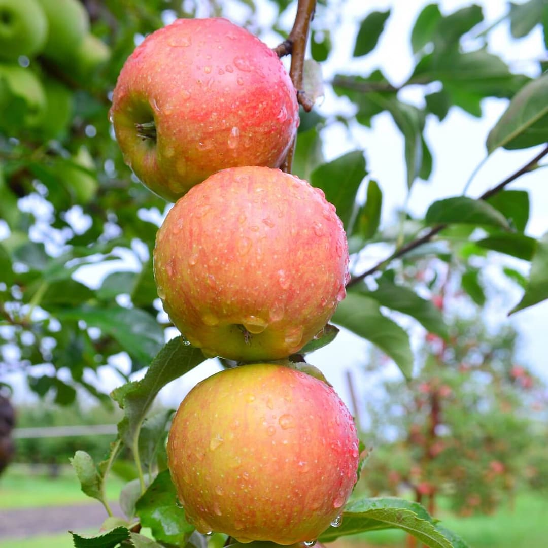 Gala Apples Ripening on the Tree Gala Apples Ripening on the Tree