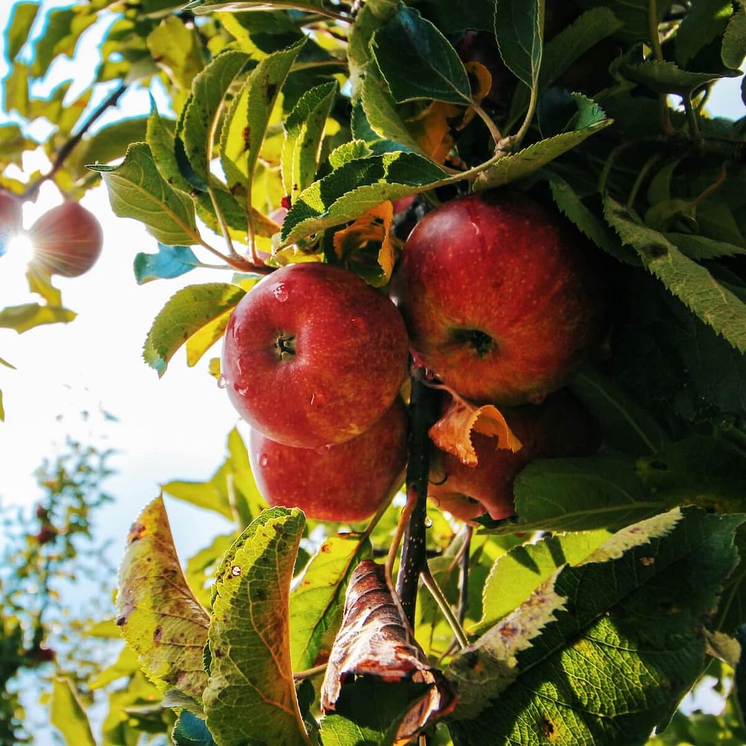 Apple Fiesta Apples Ripening on the Tree Apple Fiesta Fruit Ripening on the Tree