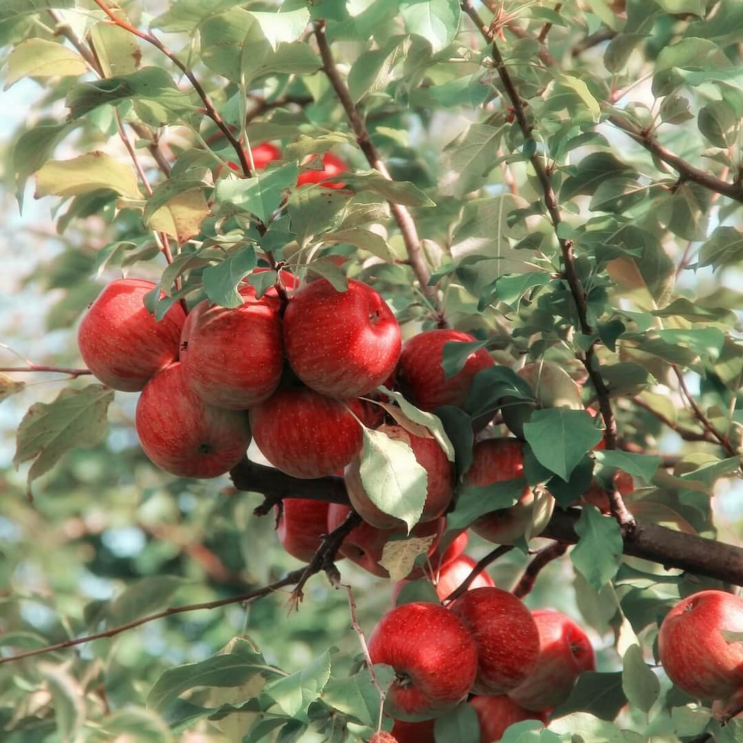 Apple Fiesta Fruit Ripening on the Tree Apple Fiesta Fruit Ripening on the Tree