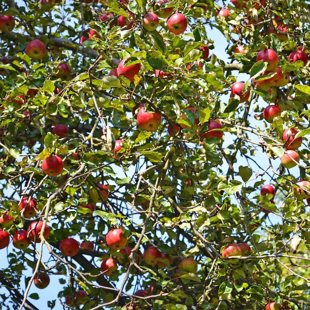 Apple Howgate Wonder Fruit Ripening on the Tree Apple Howgate Wonder Fruit Ripening on the Tree
