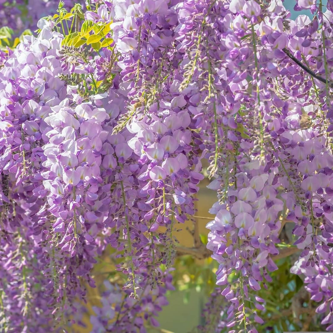 Wisteria sinensis Flowering in the Sun