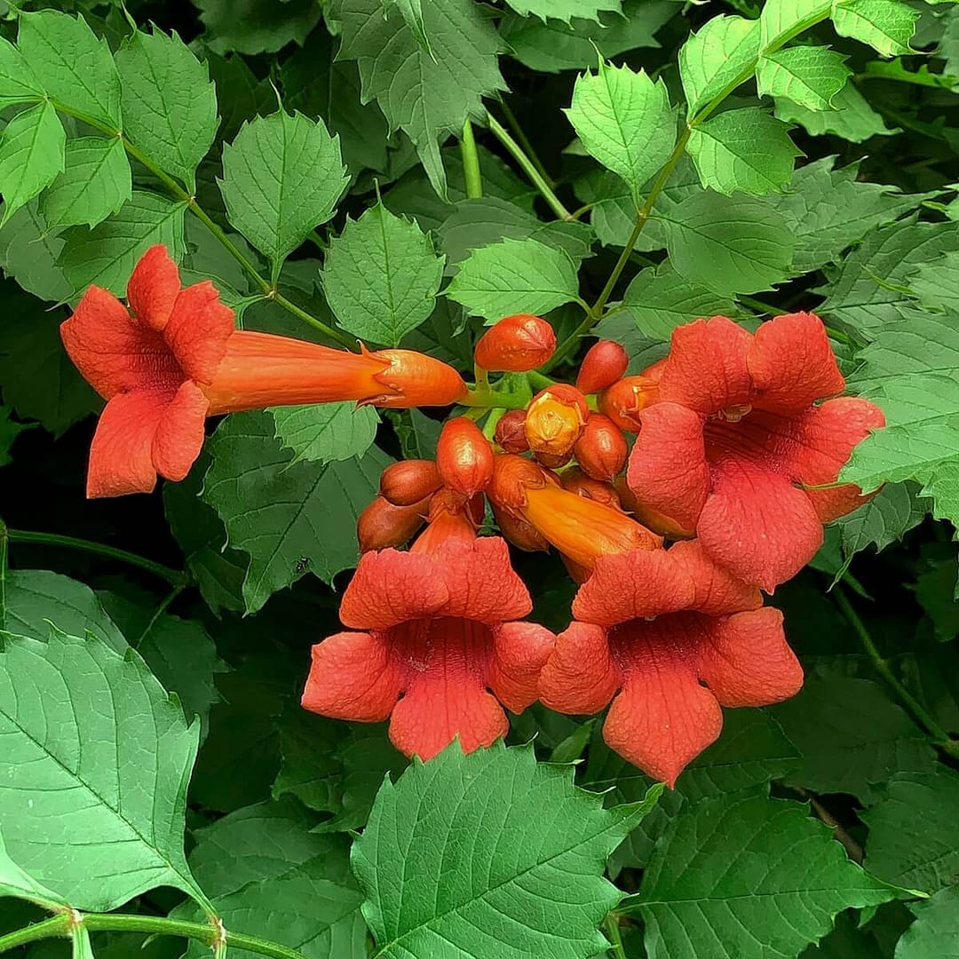 Campsis radicans Flowering in Summer