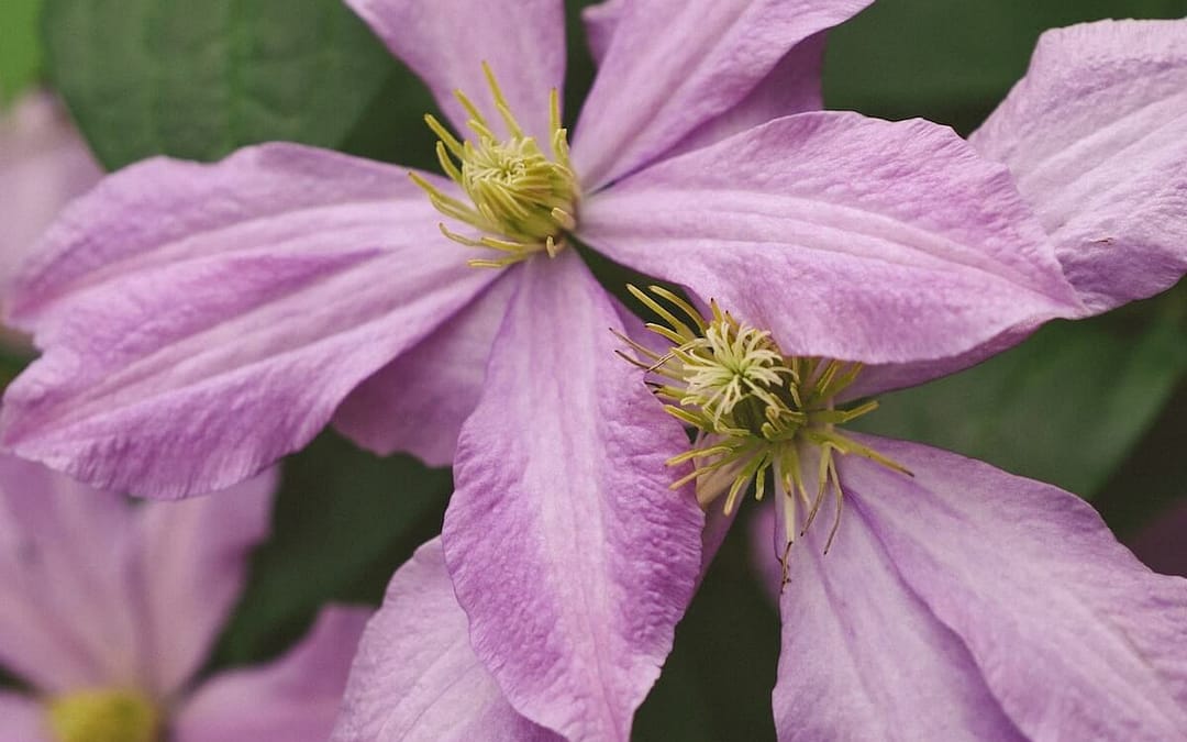 Pruning Group 2 Clematis: A Complete Guide