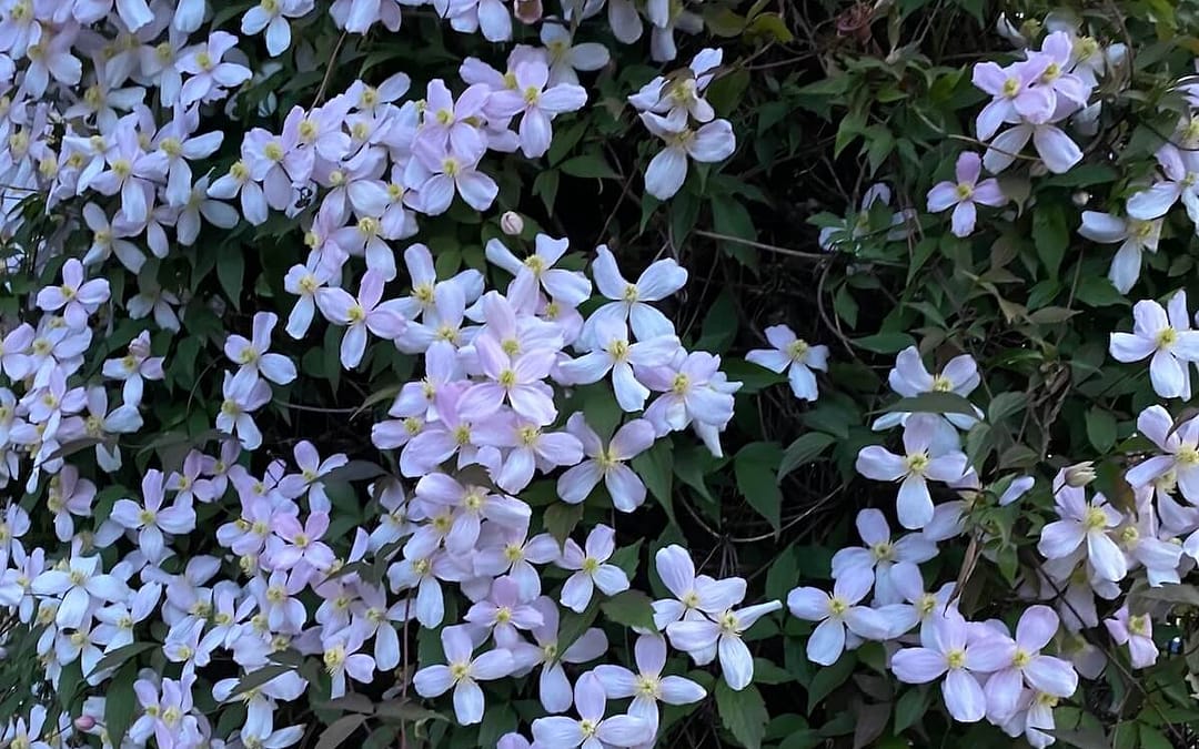 Pruning Group 1 Clematis: A Complete Guide