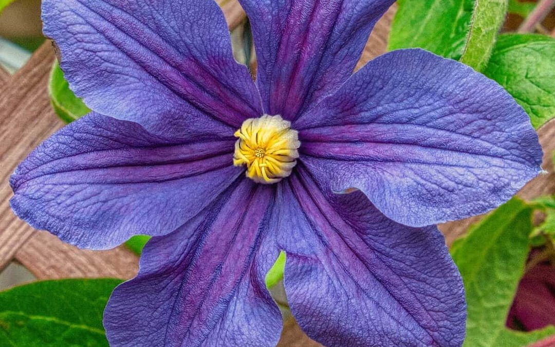 How to Prune your Clematis