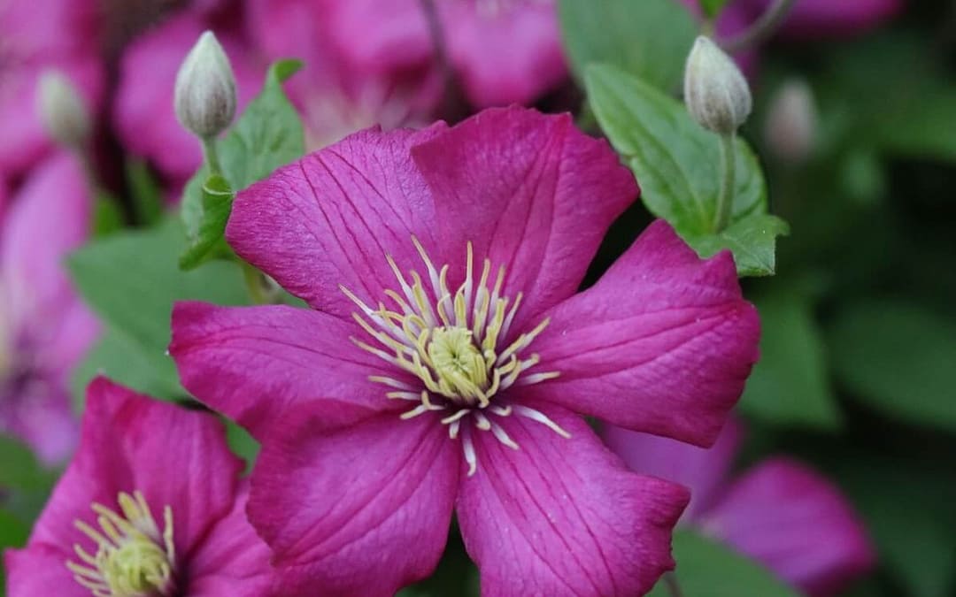 Pruning Group 3 Clematis: A Complete Guide