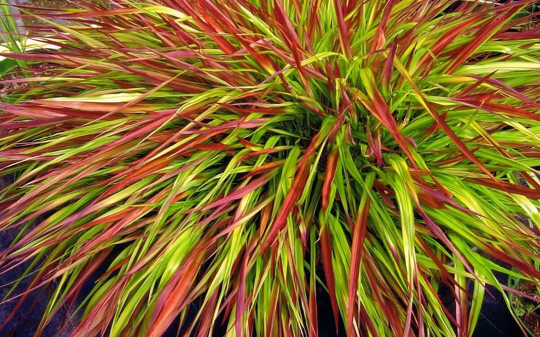 Hakonechloa Mulled Wine