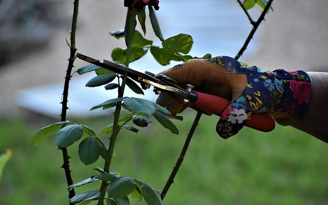 Your Guide to Pruning