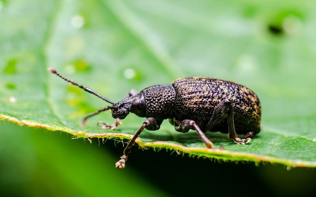 How to Control Vine Weevils