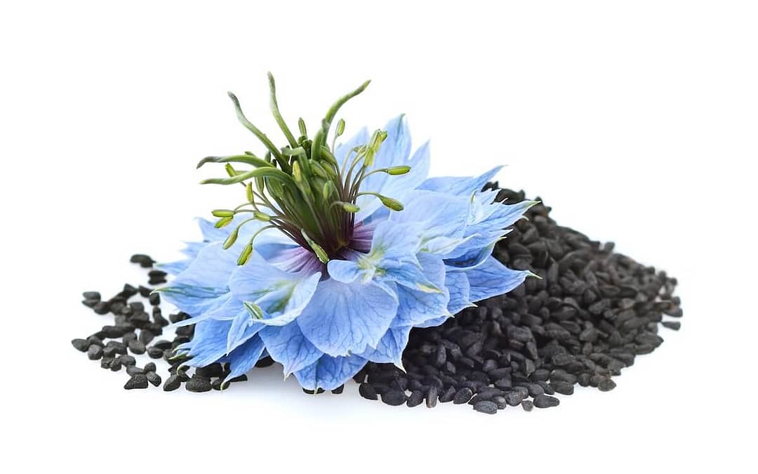 Flower Seeds to Sow in December