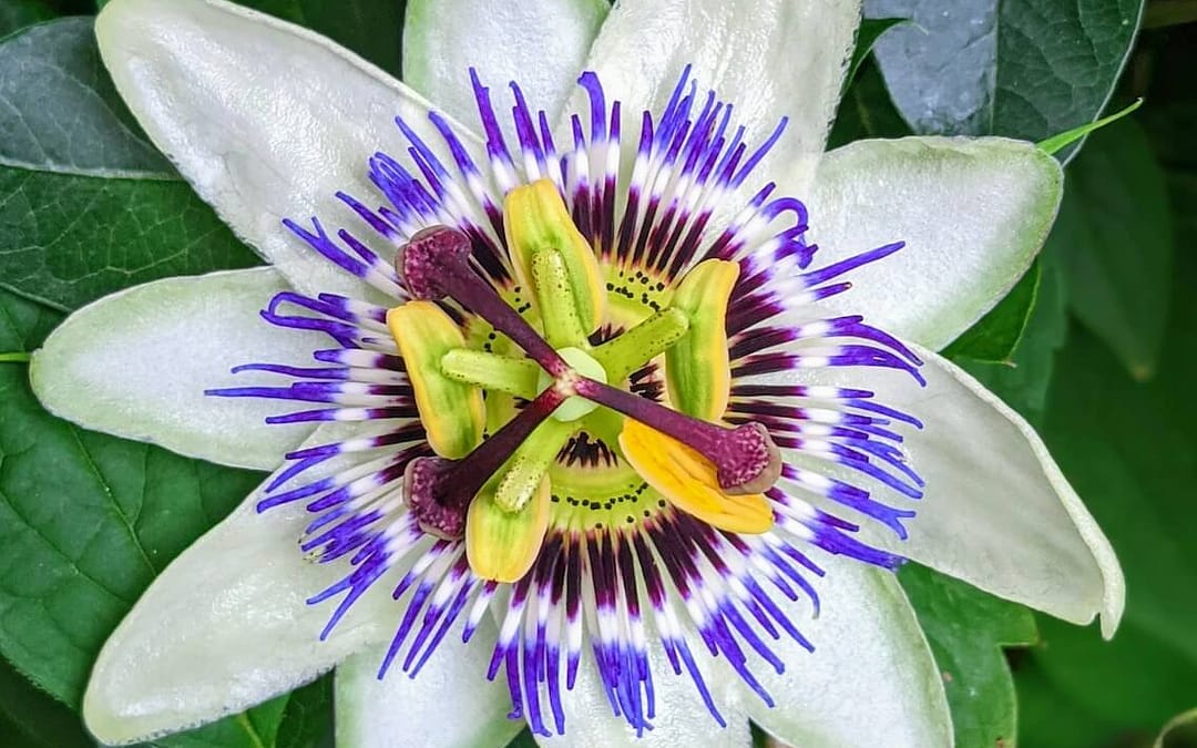 Passiflora caerulea – Blue Passion Flower