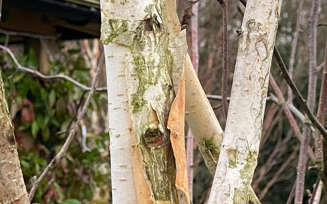 Betula utilis Jacquemontii