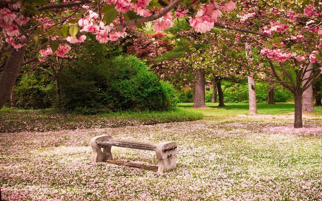 Ornamental Trees