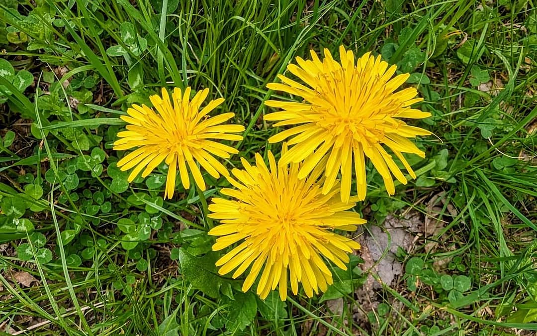 All About Weeds