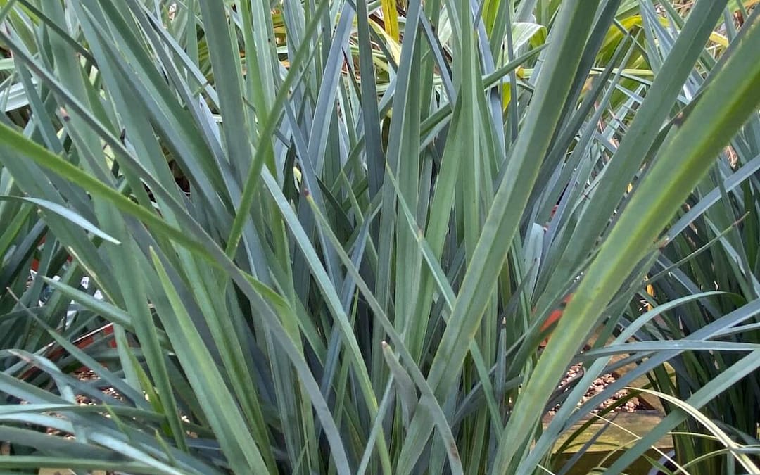 Dianella revoluta Coolvista