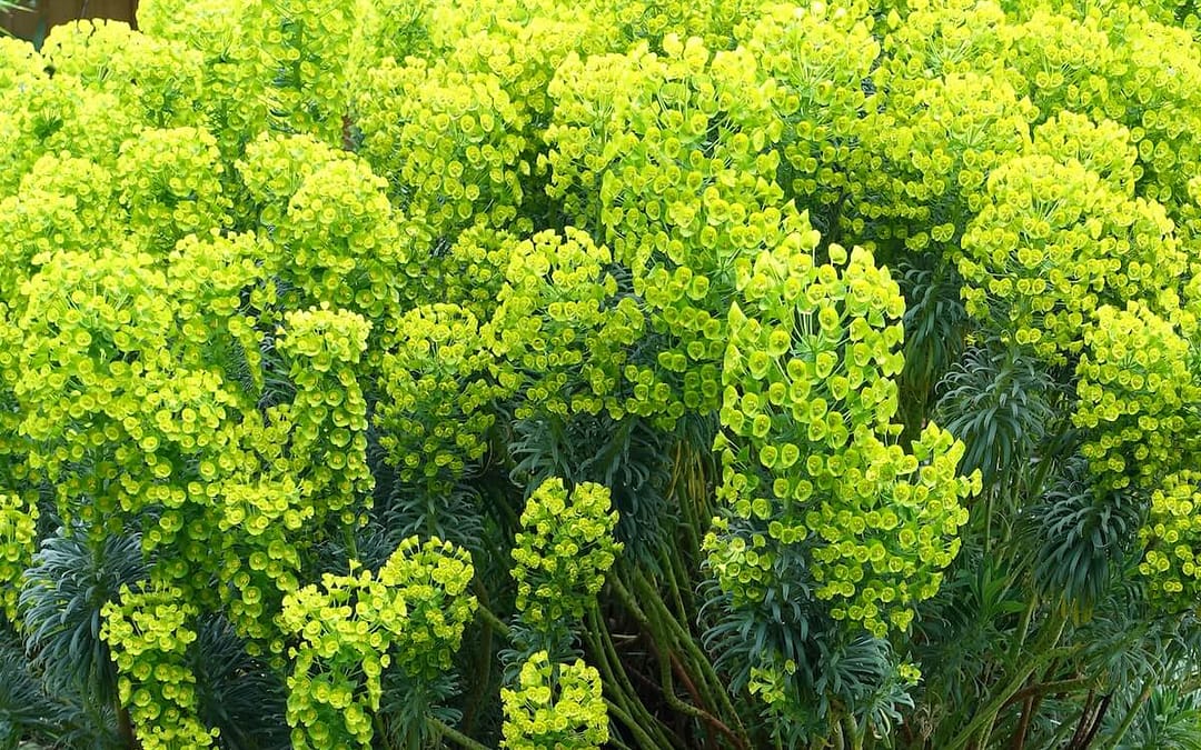 Euphorbia characias subsp. wulfenii