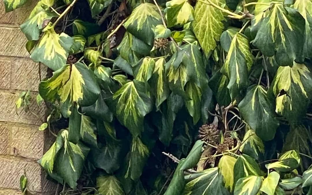 Hedera colchica Sulphur Heart