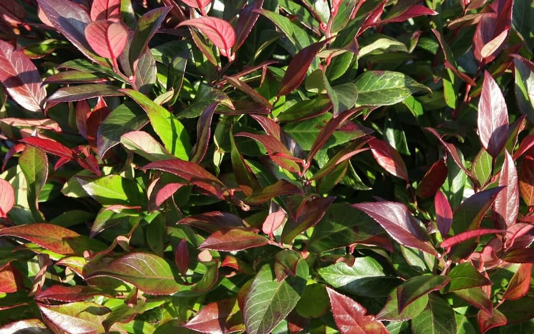 Leucothoe Scarletta