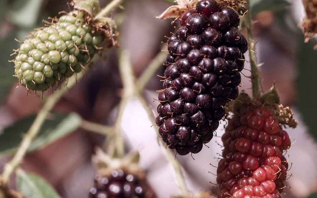 Blackberry Karaka Black