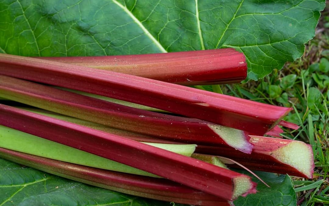 Rhubarb