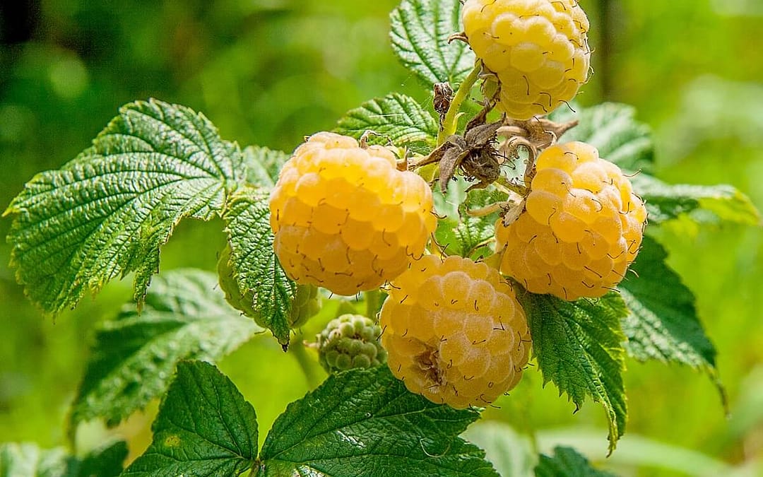 Raspberry Golden Everest