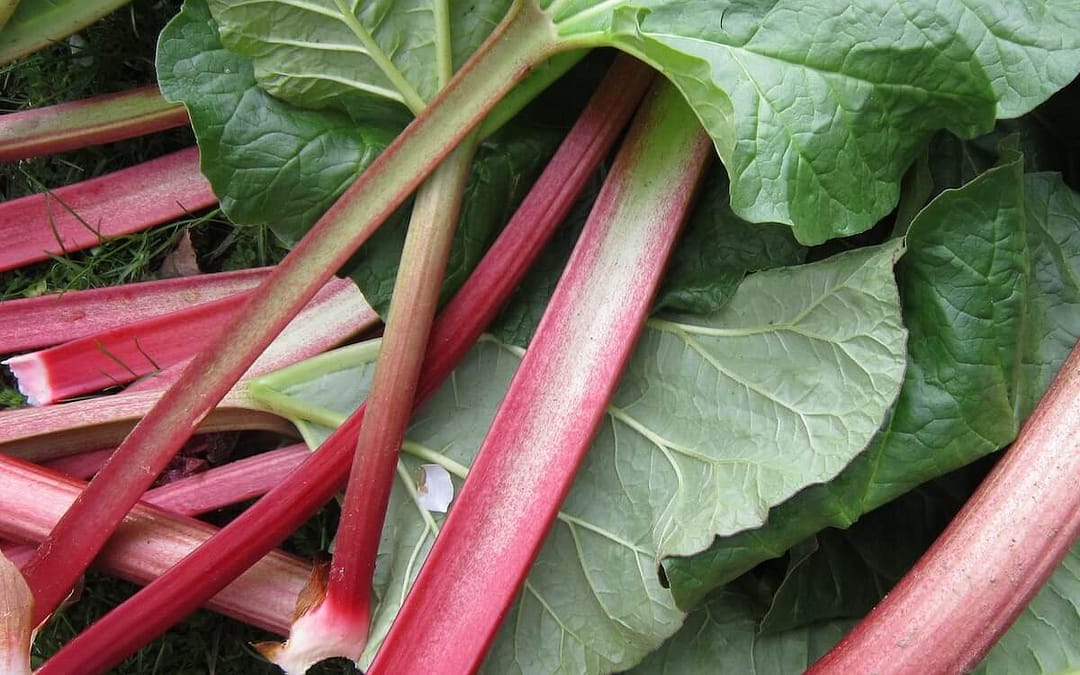 Rhubarb Stockbridge Arrow