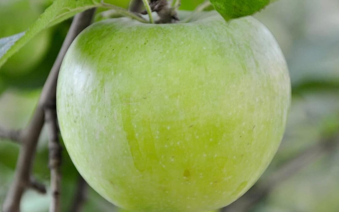 Apple Granny Smith