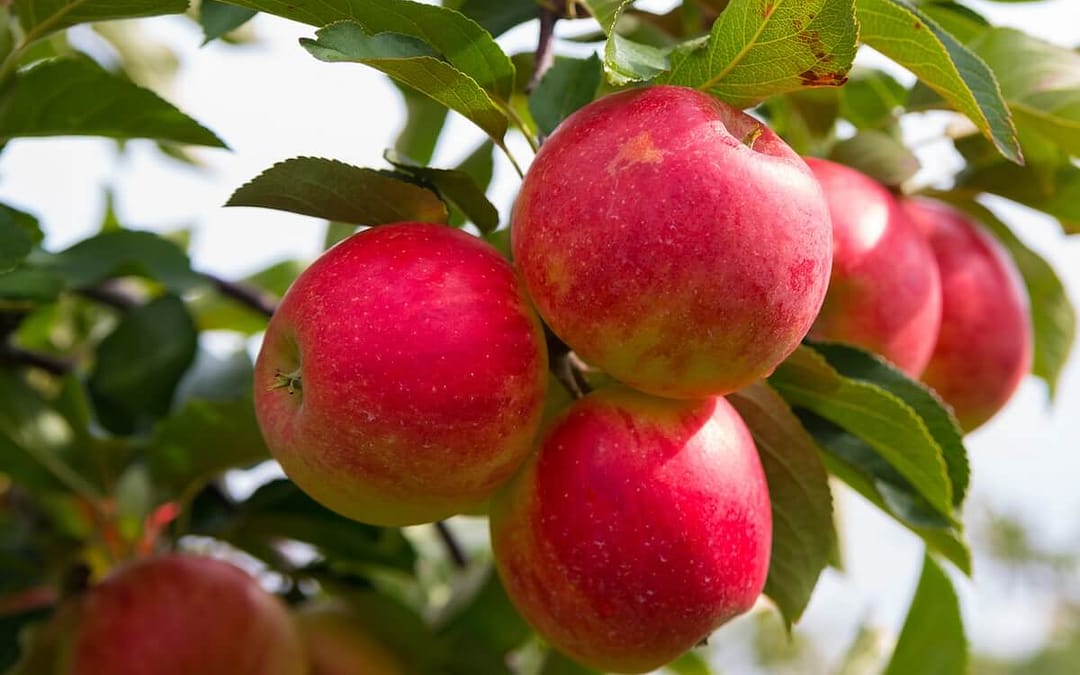 Apple Elstar
