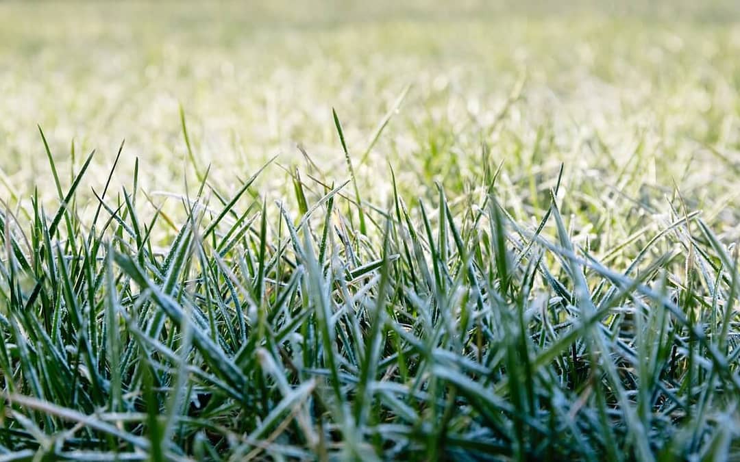 Last Frost Estimator