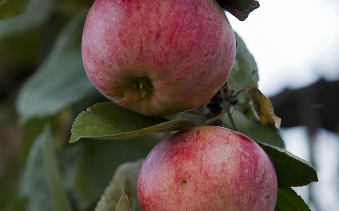 Apple Ellison’s Orange