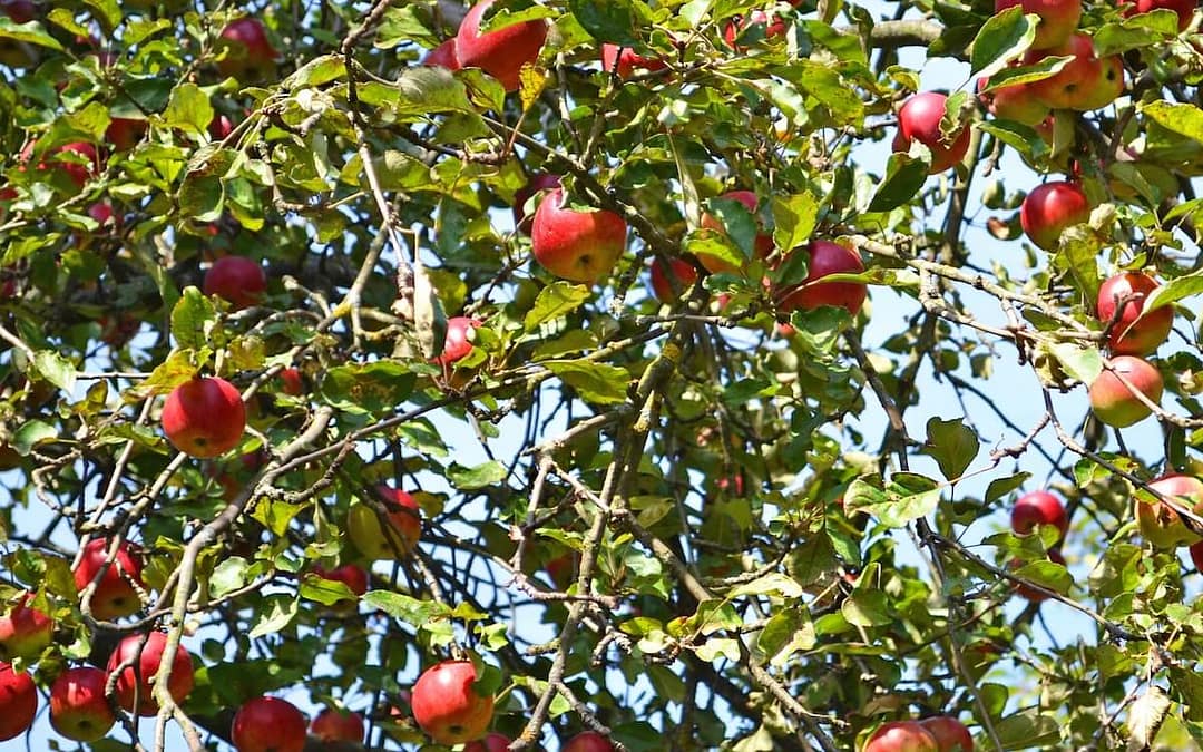 Apple Howgate Wonder