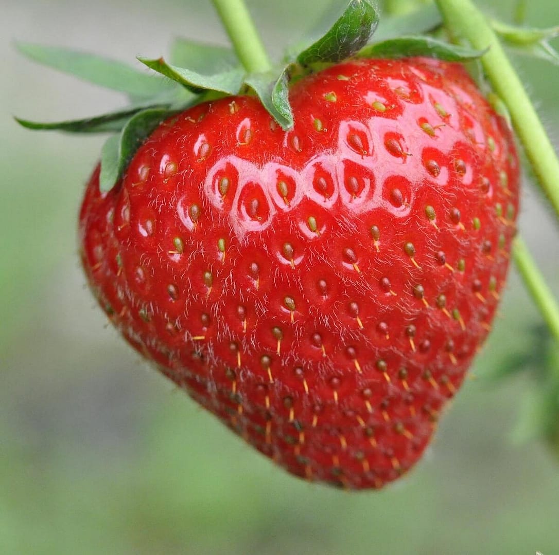 Strawberry Cambridge Favourite Fruit Ripening on the Plant