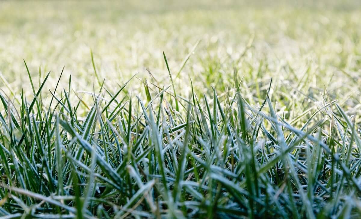 Frost on the Lawn in the Morning Frost on the Lawn in the Morning