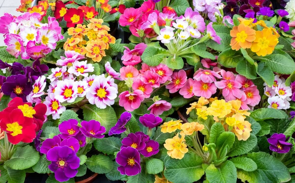Primrose Multicoloured Blooms