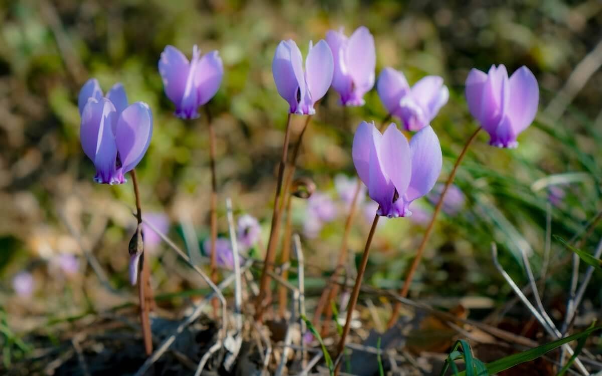 Hardy Cyclamen Flowering
