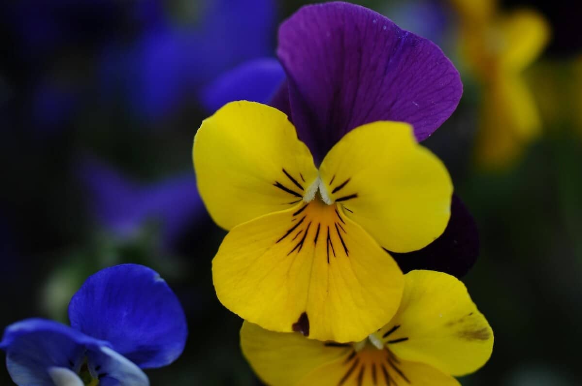 Viola in Flower