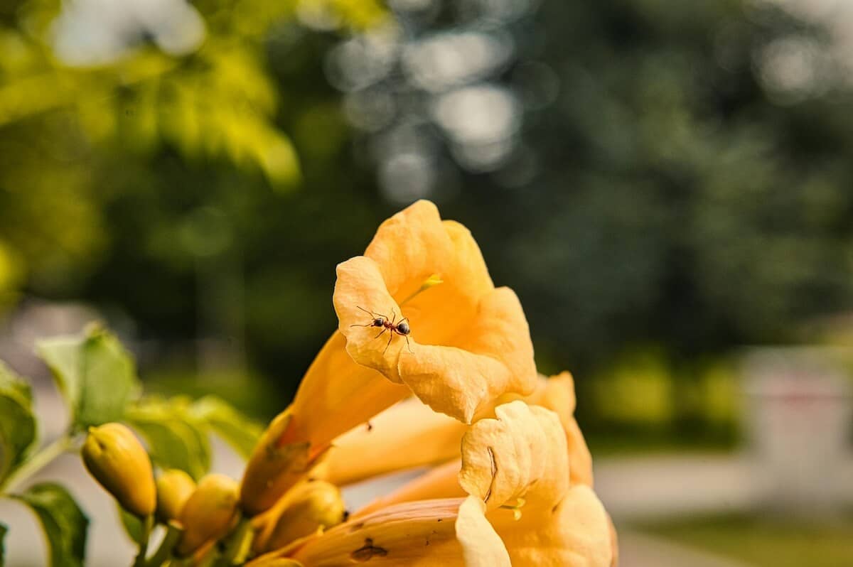 Campsis radicans Flower