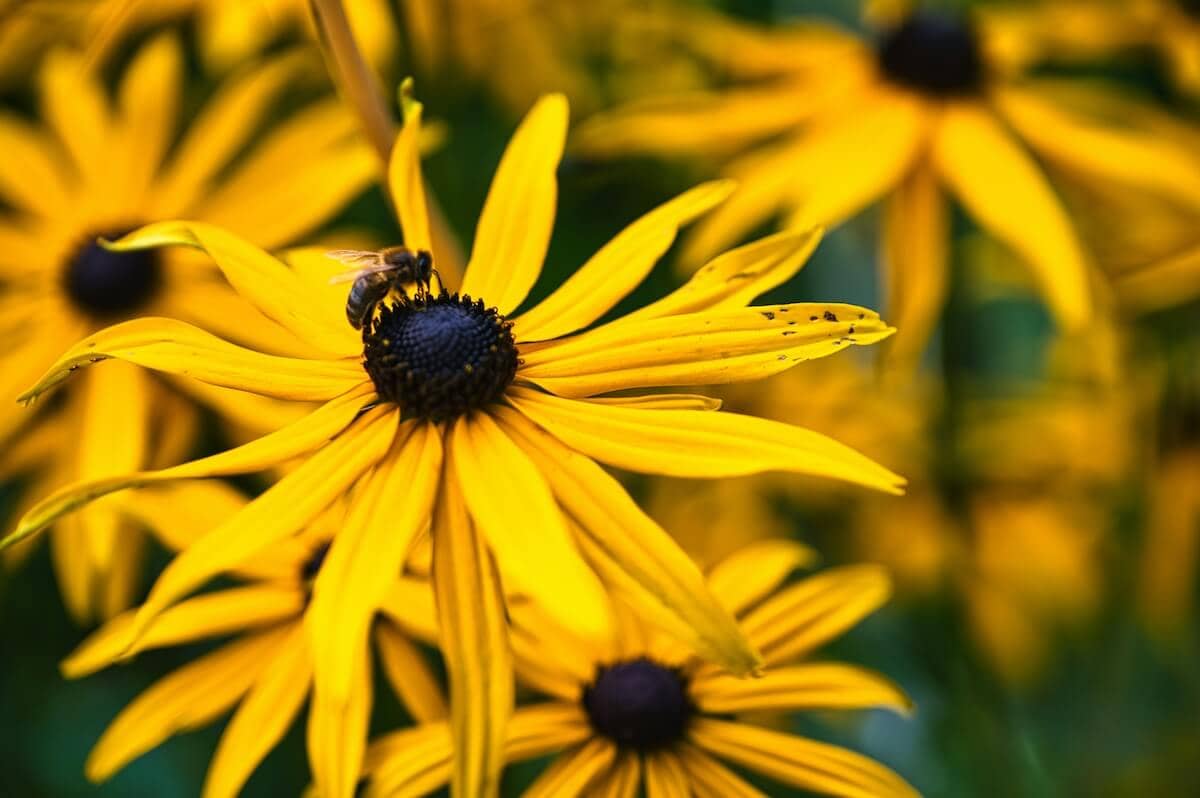 Rudbeckia Flower with Bee