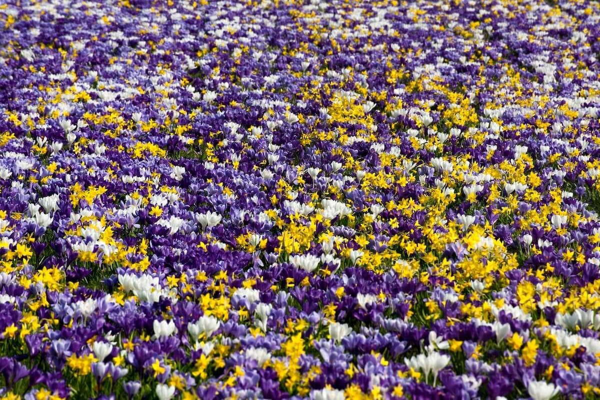 Crocus Mass Planting