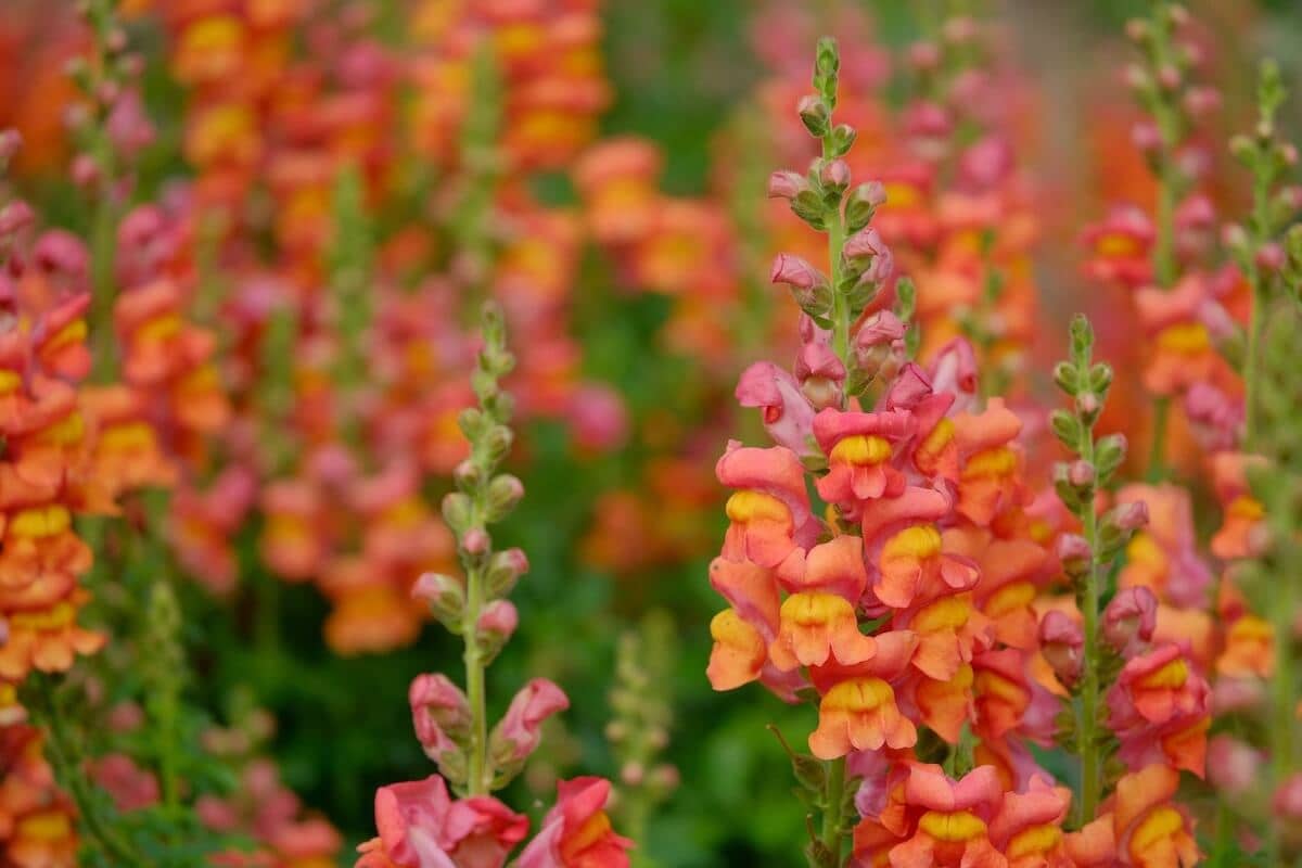 Antirrhinum/Snapdragon in Flower