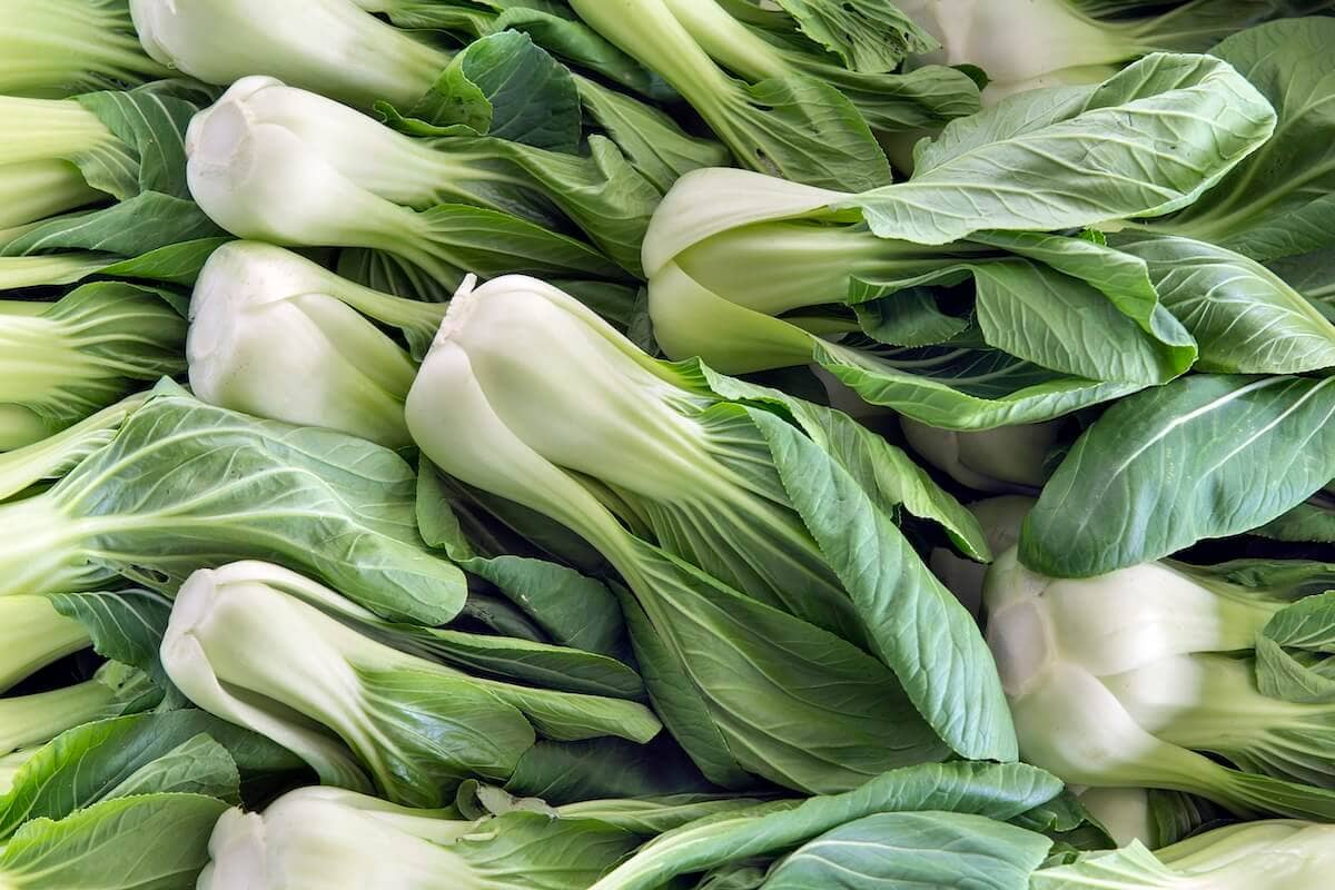 Chinese Cabbage Pak Choi